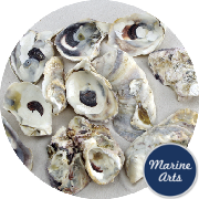 8946-P1 - Sea Washed - Oyster Shells - Project Pack